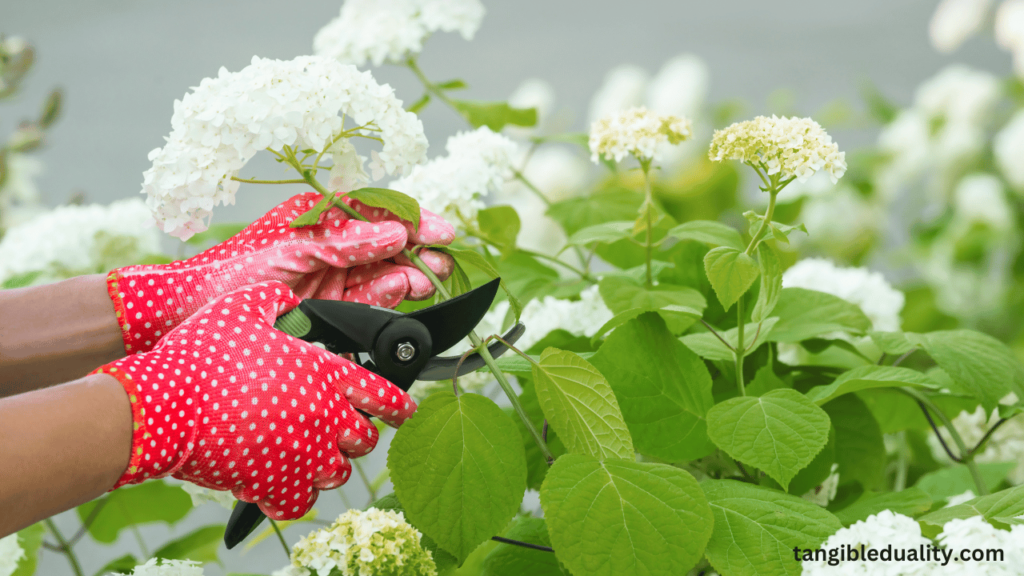 A Full Overview of Pruning Hydrangea Bushes in Spring