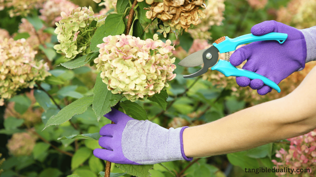 A Full Overview of Pruning Hydrangea Bushes in Spring