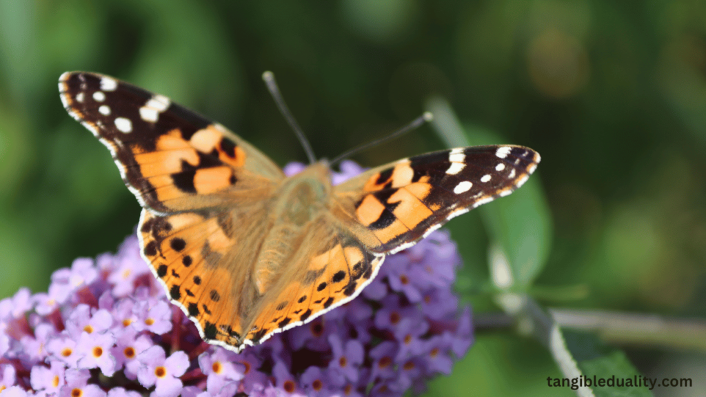 A Gardener's Must-Have Manual for Thriving Butterfly Bushes