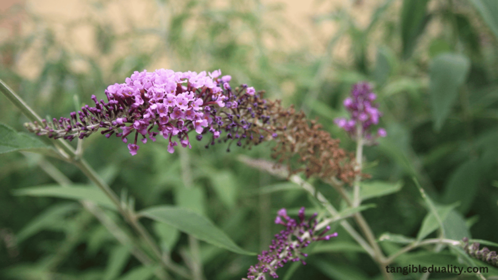 vA Gardener's Must-Have Manual for Thriving Butterfly Bushes