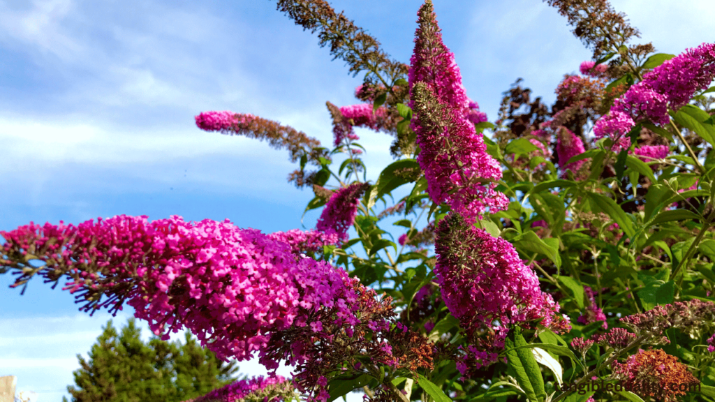 Black Knight Butterfly Bush - Prune and Water Care Guide for Buddleia Davidii