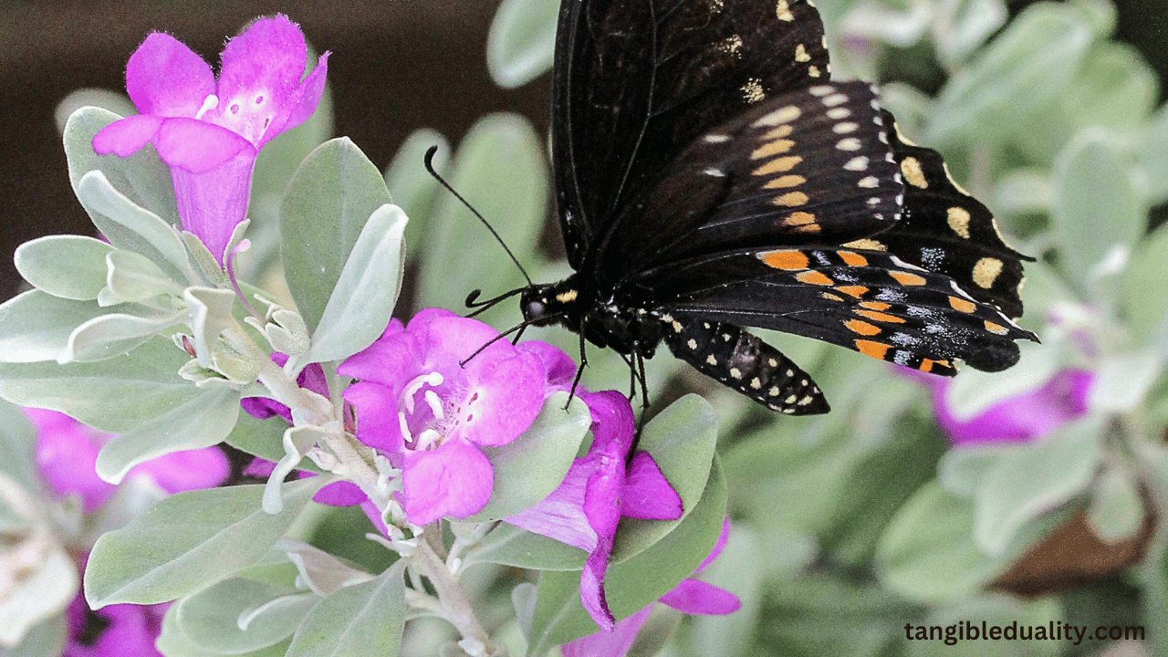 Black Knight Butterfly Bush - Prune and Water Care Guide for Buddleia Davidii