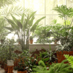 Can LED Lights Grow Indoor Plants Without a Grow Light?