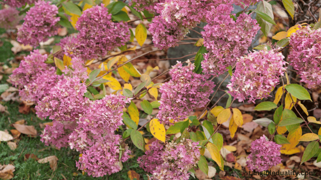 Fall Hydrangea Care: How to Prune and Salvage Your Plants - Expert Tips