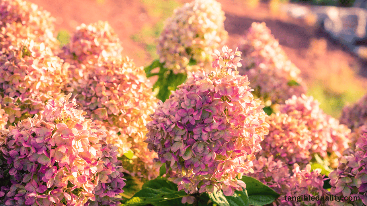 Fall Hydrangea Care: How to Prune and Salvage Your Plants - Expert Tips