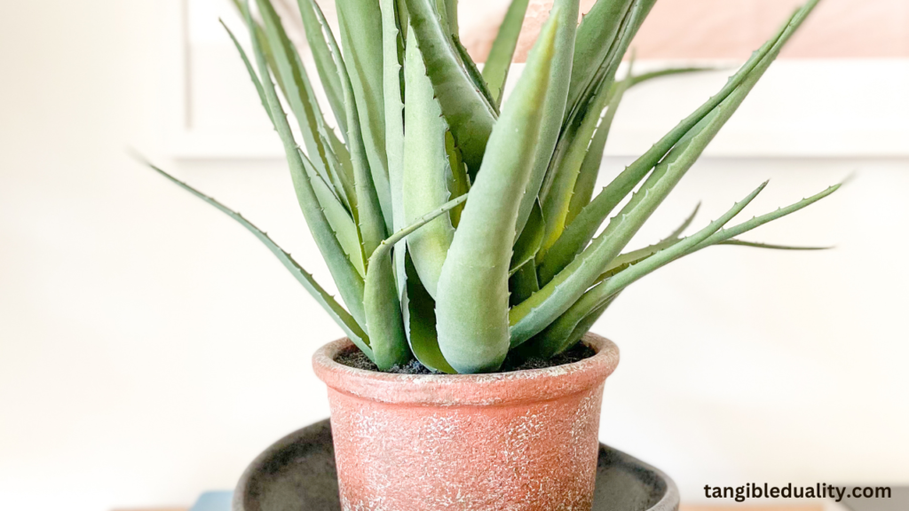 Growing and Caring for Aloe Vera Plants Indoors and Outdoors