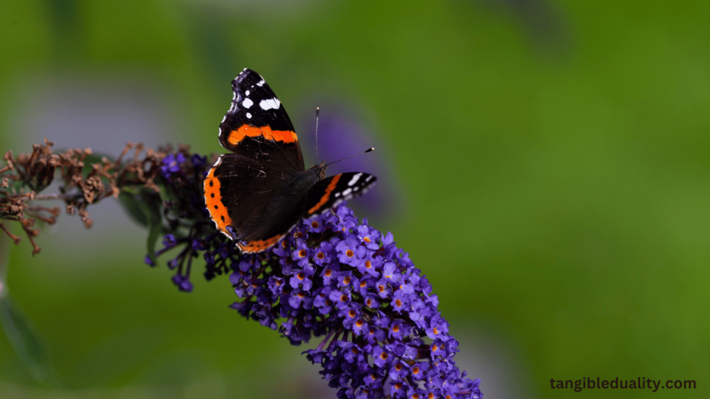 How to Properly Prune Your Butterfly Bush for Healthy Growth and Blooms