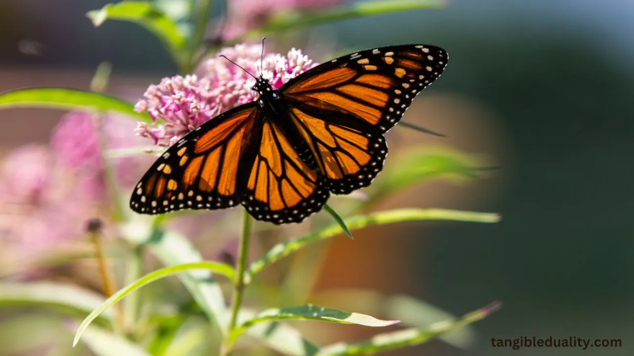 How to Safely Get Rid of Aphids on Milkweed to Protect Monarch Butterflies