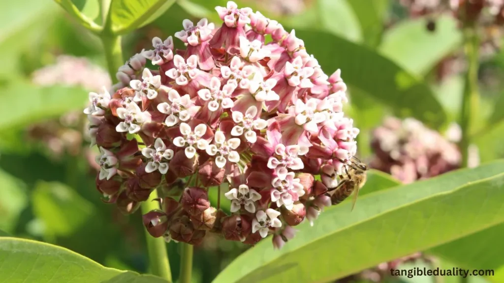 How to Safely Get Rid of Aphids on Milkweed to Protect Monarch Butterflies