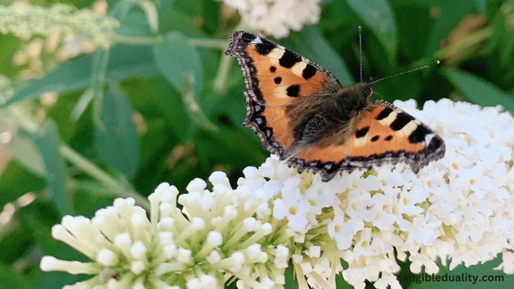 Is Your Butterfly Bush Dead or Just Dormant? Expert Tips from George Weigel