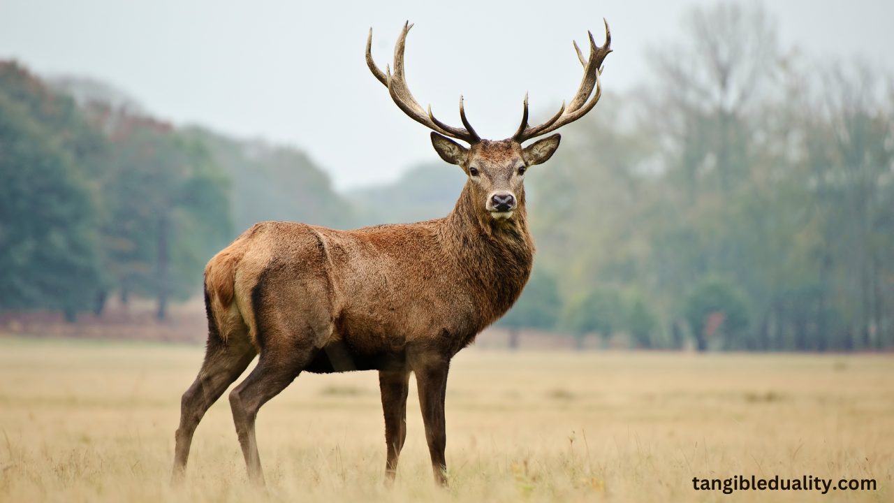 Keep Deer Away from Eating Your Hydrangeas: Proven Strategies