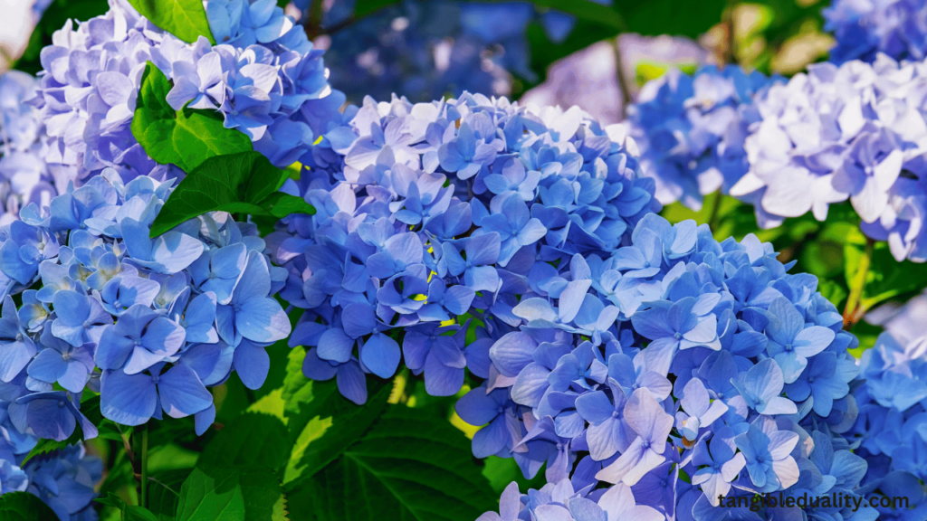 Nature's Palette: How to Make Hydrangeas Blue Naturally