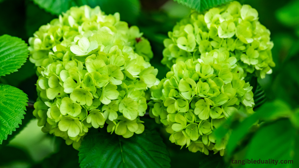 Nitrogen Boost: Revitalize Your Hydrangeas with Home Remedies