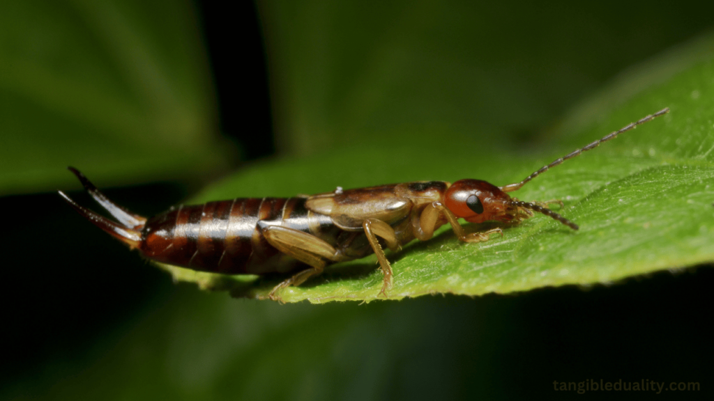 Strategies for Eliminating Earwigs in Your Garden and Keeping Away