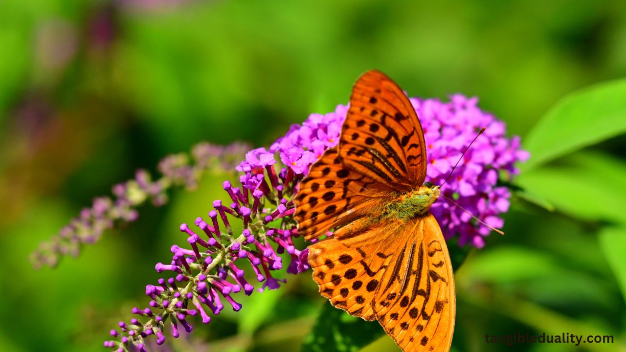 The Essential Guide to Growing and Caring for Butterfly Bushes