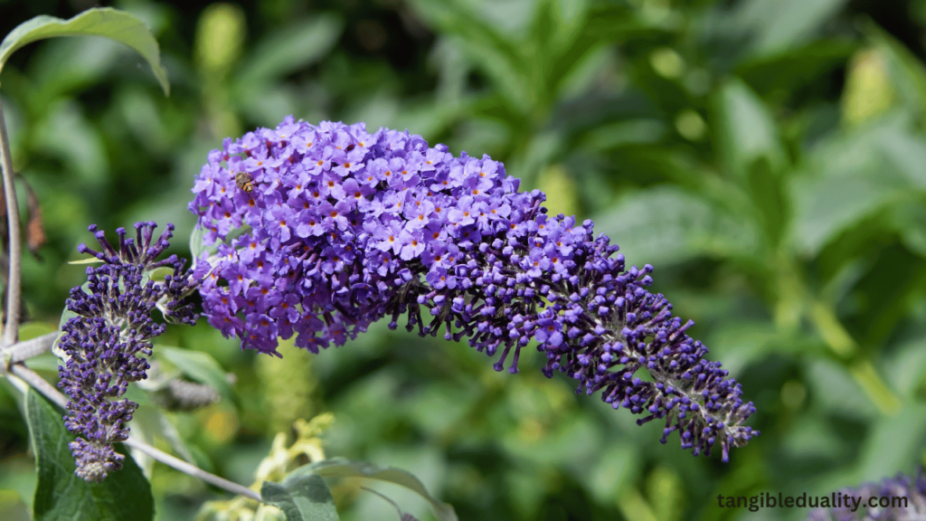 The Essential Guide to Pruning Butterfly Bushes for a Thriving Garden