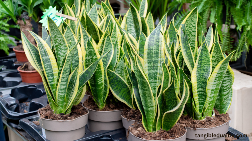 Thriving Indoors: The Ultimate Guide to Snake Plant Care