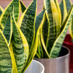 Thriving Indoors: The Ultimate Guide to Snake Plant Care
