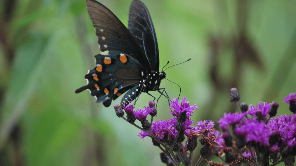 Unleashing the Beauty of Butterfly Bush: The Complete Handbook